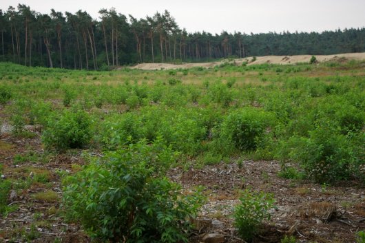 Massale opslag Prunus na bosverwijdering voor stuifzand (Foto Jan den Ouden)