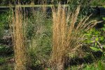 Amerikaans bezemgras (Andropogon virginicus) (Foto Wikimedia Commons, Harry Rose) 