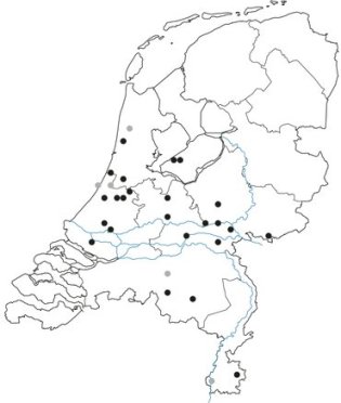 Verspreiding mediterraan draaigatje over Nederland