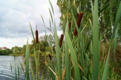 Lisdodde gedijt goed in natte omstandigheden en levert een bijdrage aan biodiversiteit. Het is een vezelgewas dat ook gebruikt kan worden als bijvoorbeel isolatiemateriaal.