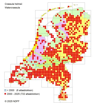 Verspreidingskaart watercrassula (NDFF, 2025)