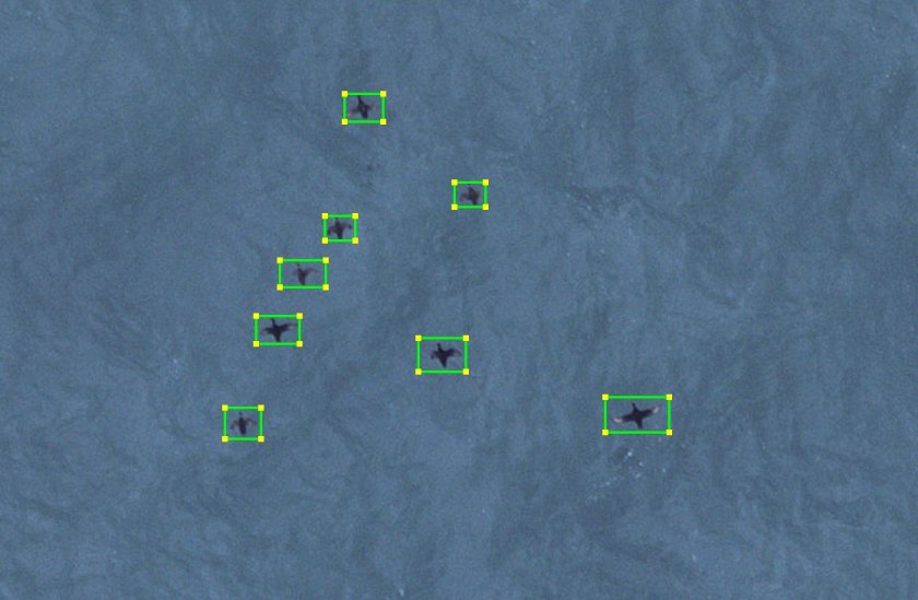 Gedetecteerde en geïdentificeerde zwarte zee-eenden.