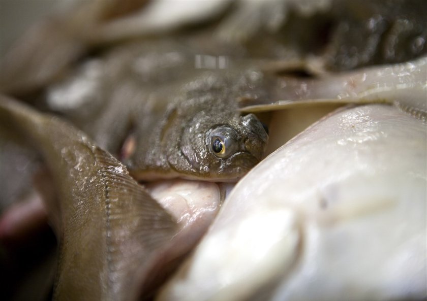 Flatfish such as sole and plaice, caught by Dutch fishermen, goes mainly to Italy, Belgium, Germany and France. Photo: Provincie Zeeland.