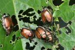 Japanse kevers op een blad (Foto Wikimedia commons, Ryan Hodnett)