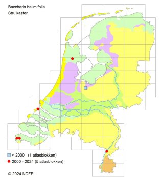 verspreidingskaart struikaster 2024