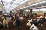 Farmer Lagendijk on bedded pack with wood chips with aerating system in the Netherlands.