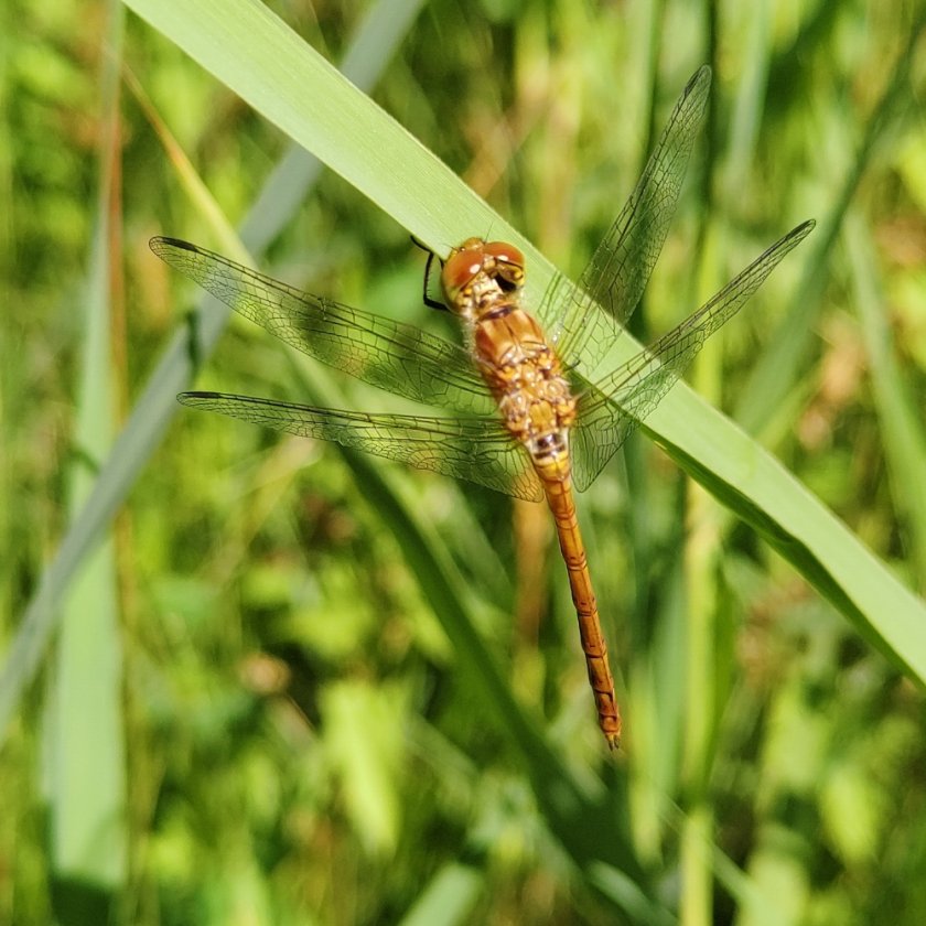 Common darter - Thijs Fijen