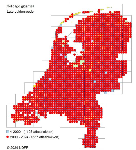 Verspreidingskaart Late guldenroede