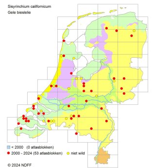 Verspreidingskaart Gele bieslelie 2024