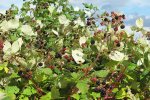 Dijkviltbraamstruik (Rubus armeniacus) met bramen (Foto: Katrin Schneider / korina.info, Wikimedia Commons, 2011)