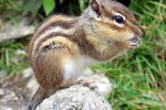 Siberische grondeekhoorn (Tamias sibiricus) (Foto: AndiW, Wikimedia Commons, 2003)