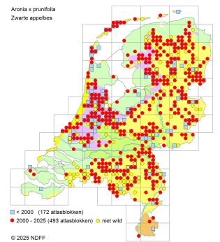 Verspreidingskaart Zwarte appelbes