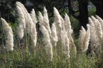 Pampagras2 Alt tekst: Pampagras Cortaderia selloana (Foto Wikkimedia Commons, Forest an Kim Starr)