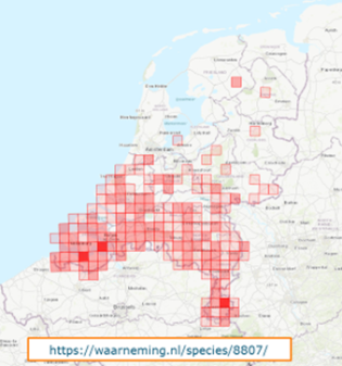 Waarnemingen van Aziatische hoornaar in 2023 (10x10km hokken). Hoe roder het hok, hoe meer waarnemingen er zijn gedaan  