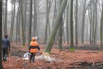 Felling of beech tree