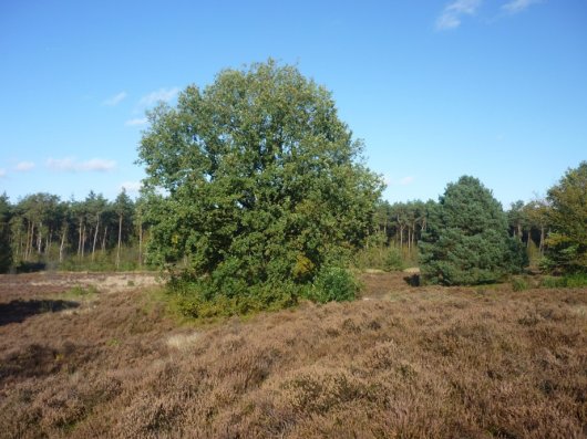 Verjonging van Amerikaanse vogelkers en vuilboom rond eik en den op de heide (Foto Bart Nyssen)